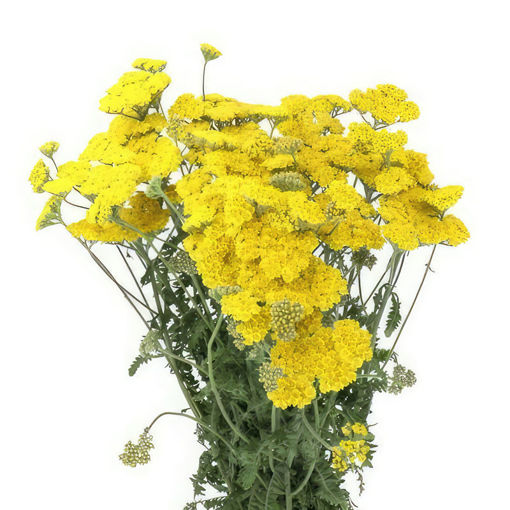Picture of Achillea Moonshine