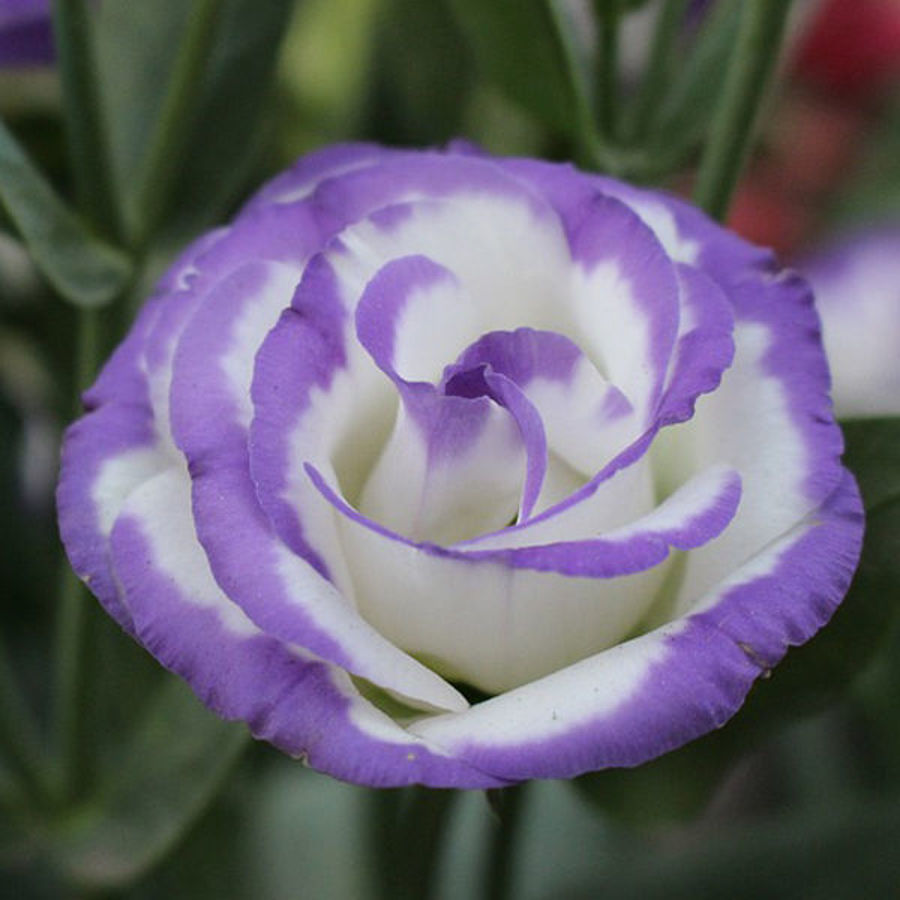 Behind the Bloom: The History and Symbolism of Lisianthus