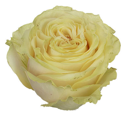 Picture of Rose Limonetti
