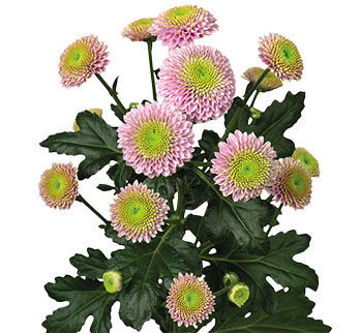 Santini Chrysanthemums | Flower Suppliers | Wholesale Flowers & Foliage