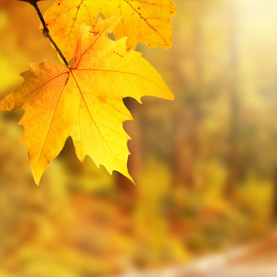Free Autumn Wallpapers to Transform Your Phone This Autumn | Flower ...
