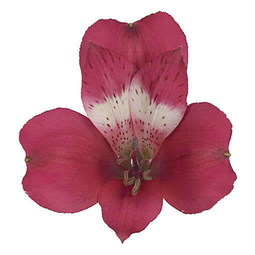 Picture of Alstroemeria Tara