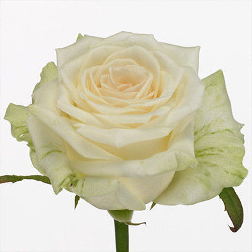 Picture of Rose Dolomiti Olieman
