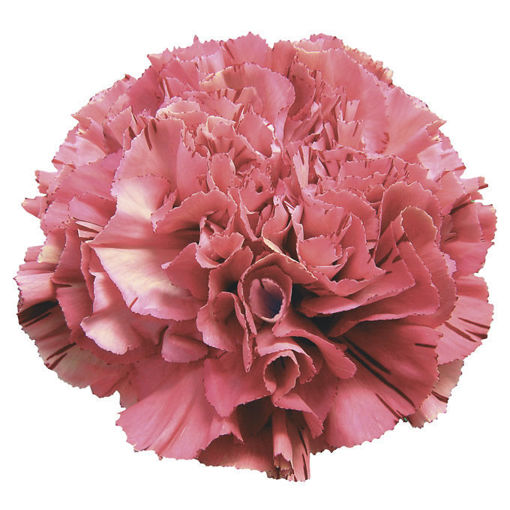 Picture of Carnation Viper Wine