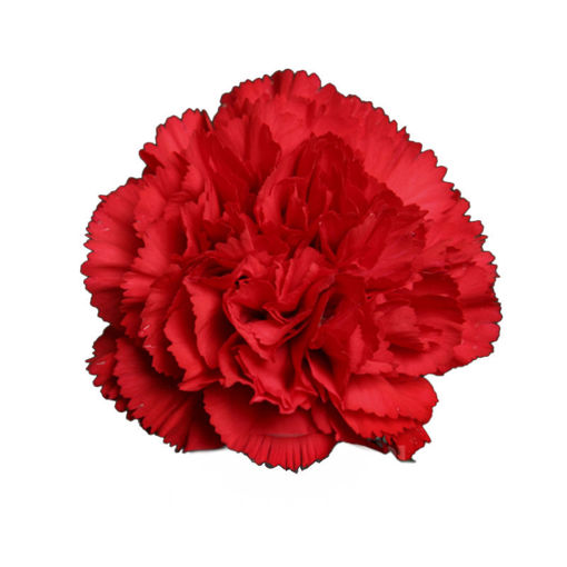 Picture of Carnation Don Pedro