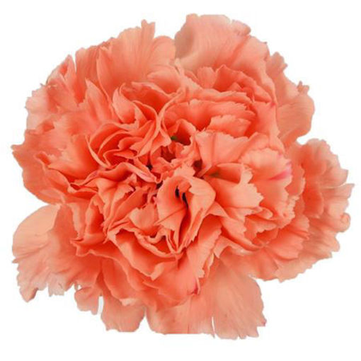 Picture of Carnation Orange