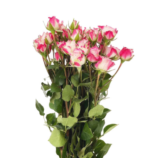Picture of Rose Spray Reflex