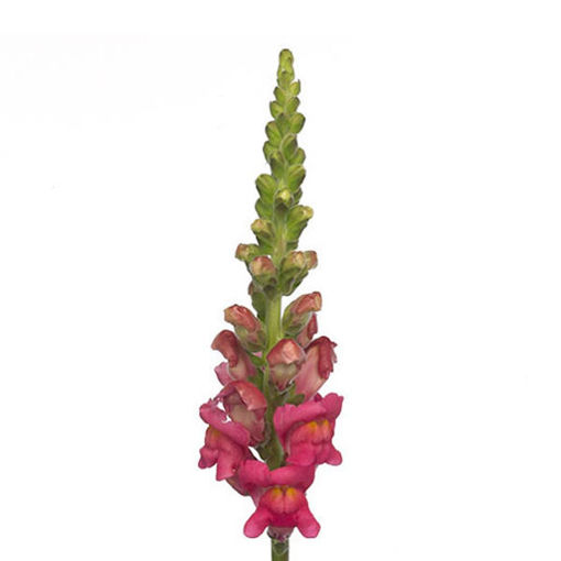 Picture of Antirrhinum Potomac Cherry Rose