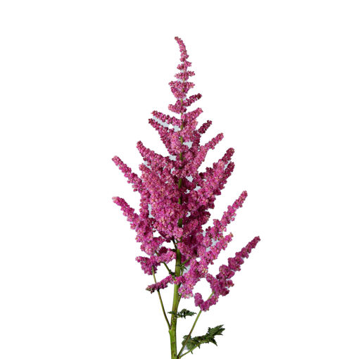 Picture of Astilbe Loud & Proud