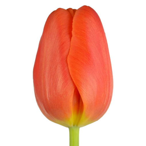 Picture of Tulip Orange Juice