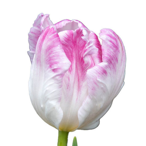 Picture of Tulip Cabanna Parrot