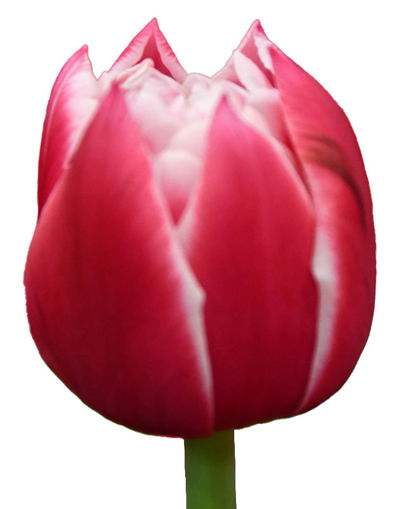 Picture of Tulip Columbus