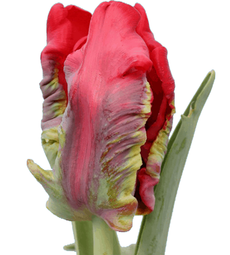 Picture of Tulip Seadov Parrot