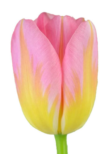 Picture of Tulip Tom Pouce