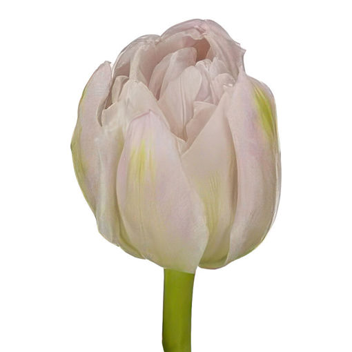 Picture of Tulip Double Fair Price