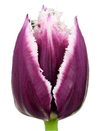 Picture of Tulip San Martin