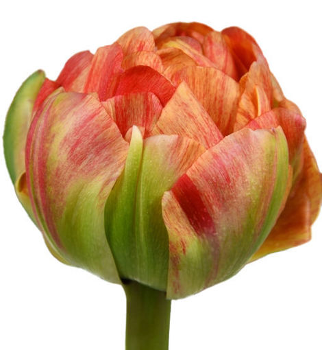 Picture of Tulip Gudoshnik Double
