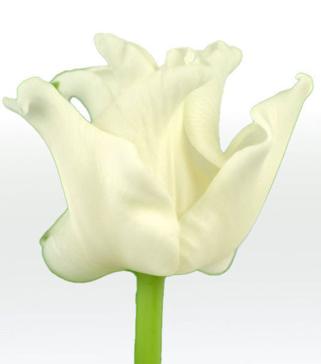 Picture of Tulip White Liberstar