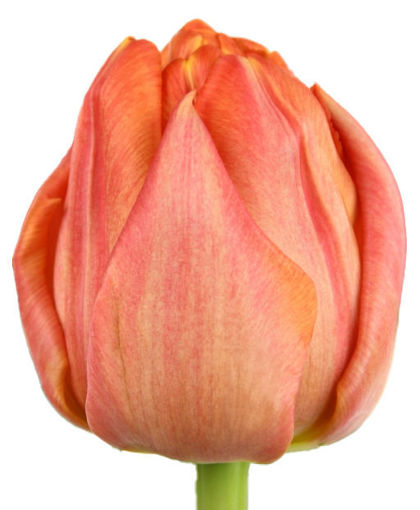 Picture of Tulip Lorenzo