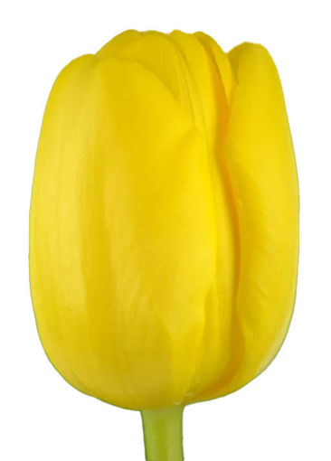 Picture of Tulip Novi Sun