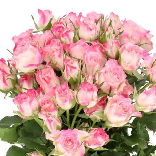 Picture of Rose Spray Speak Blossom