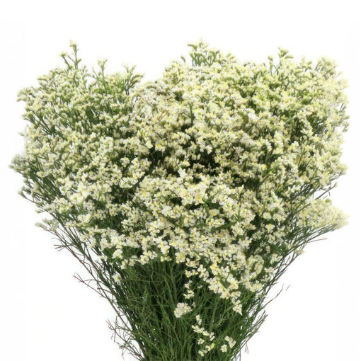Picture of Limonium Clear Diamond