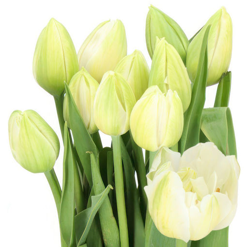Picture of Tulip Borgo Vodice