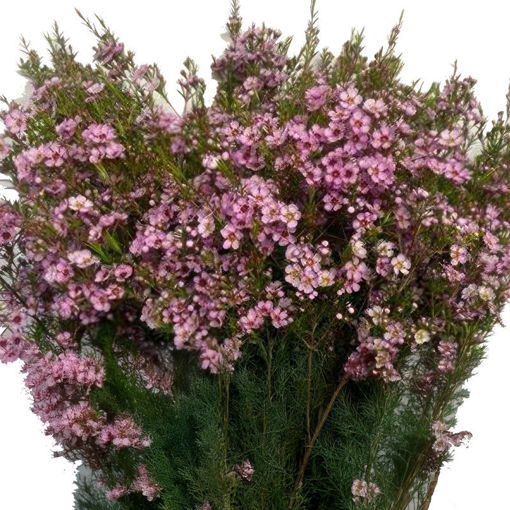 Picture of Waxflower Olivia