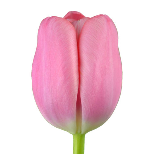 Picture of Tulip Tresor