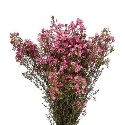 Picture of Waxflower Emma