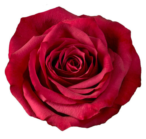 Picture of Rose Venturoso