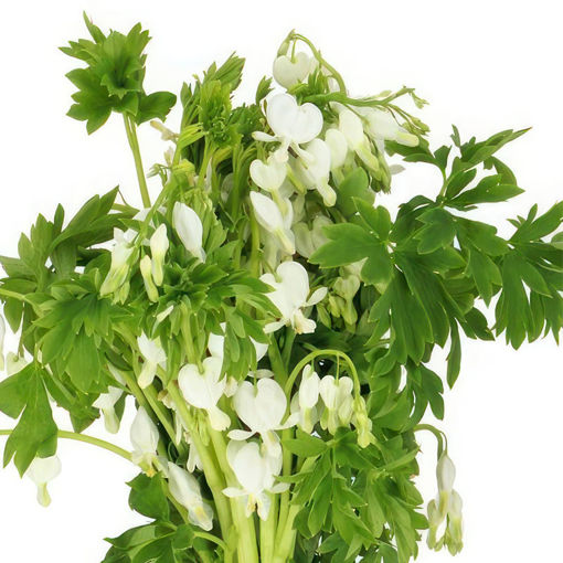 Picture of Dicentra White
