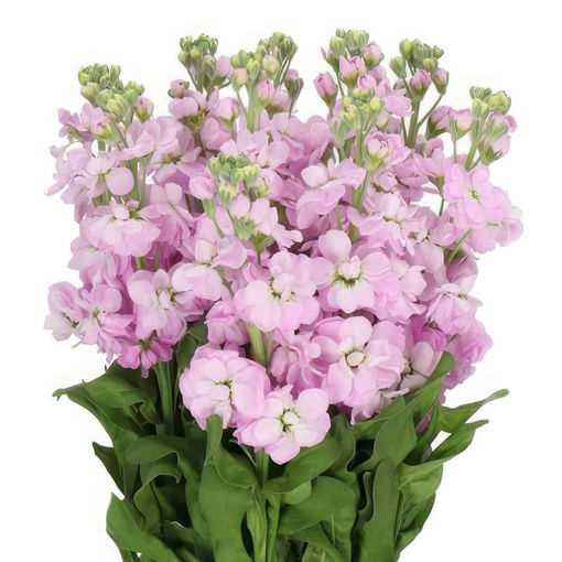 Picture of Stocks Mathilda Pink