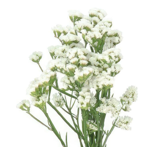 Picture of Limonium Caspium 'White Neto'