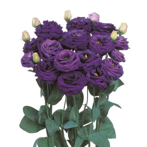 Picture of Lisianthus Rosita Bright Blue