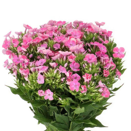 Picture of Phlox Kiki Cerise Pink