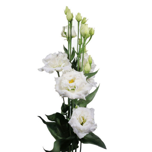 Picture of Lisianthus Allisa Pure White