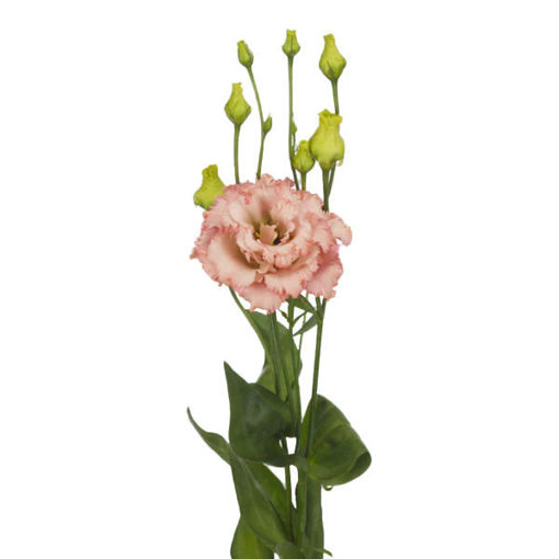 Picture of Lisianthus Alissa Light Apricot