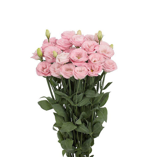 Picture of Lisianthus Rosita Bright Pink