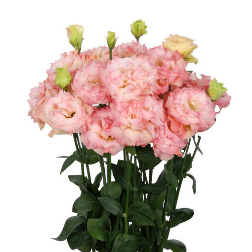 Picture of Lisianthus Double Nude Champagne