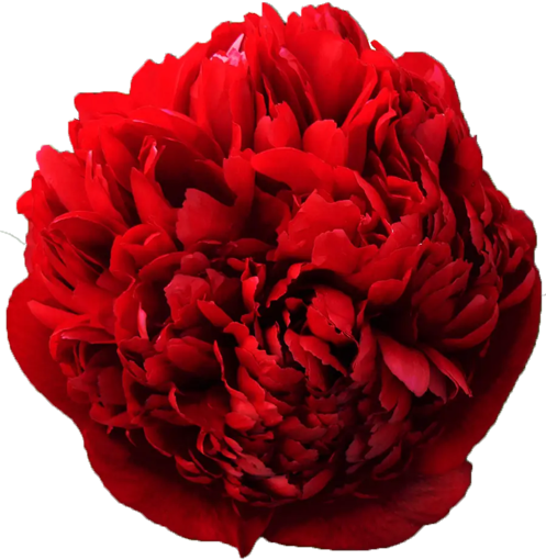 Picture of Peony Christmas Velvet