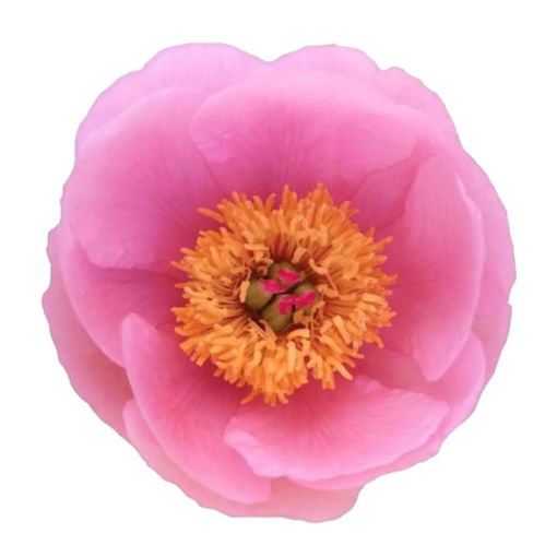 Picture of Peony Salmon Saucer