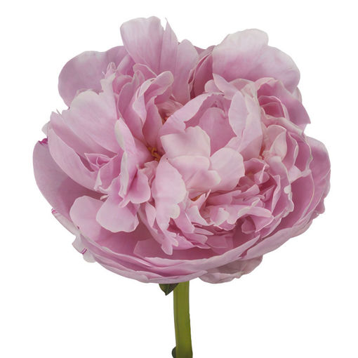 Picture of Peony Marguerite Gerard