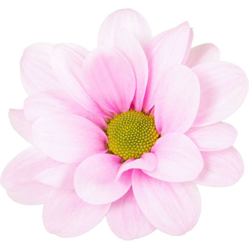 Picture of Chrysant. Spray Precious New