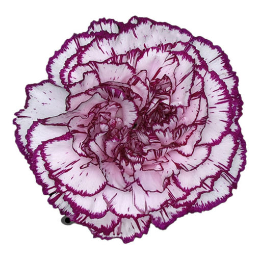 Picture of Carnation Damascus