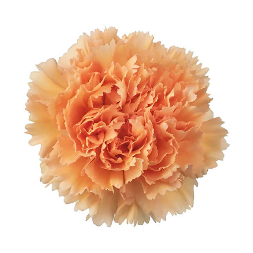Picture of Carnation Peach