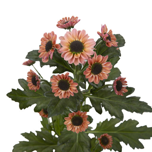Picture of Chrysant. Spray Ying Yang Smokey