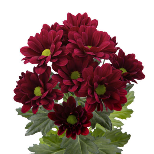 Picture of Chrysant. Spray Mexicano