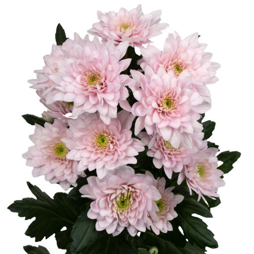 Picture of Chrysant. Spray Pastela Blush