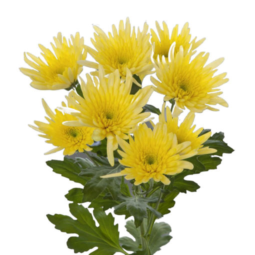 Picture of Chrysanthemum Spray Delianne Yellow